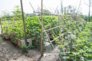 Fototapeta na wymiar Green calabash in the garden, Thai agriculture