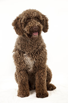 Spanish Water Dog