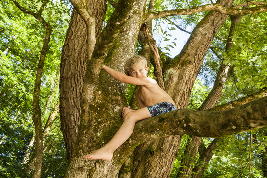 Little boy climbing on a tree in the forest
