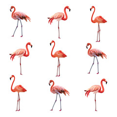 Naklejka premium Flamingo birds pattern Vector