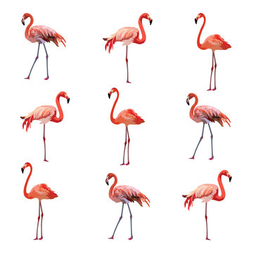 Flamingo birds pattern Vector