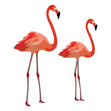 Flamingo birds Vector isolated on white
