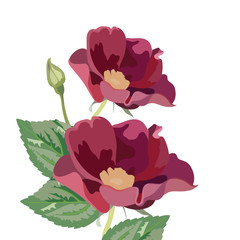 Anemone flowers isolated on white. Vector Red flower spring blossom seasonal background