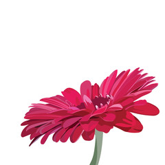 Gerbera pink flower isolated on white. Vector