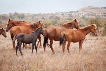 Fototapeta na wymiar Herd of Wild Horses
