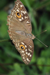 Close up common brown butterfly on flowers
