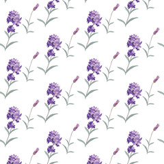 Lavender pattern with flowers in watercolor paint style Vector . Gentle blossom floral bouquet. Vintage Label with lavender beautiful fragrance