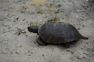 Fototapeta premium gopher tortoise on the sand