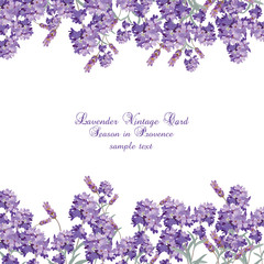 Lavender Card with flowers in watercolor paint style Vector . Gentle blossom floral bouquet. Vintage Label with lavender beautiful fragrance © castecodesign