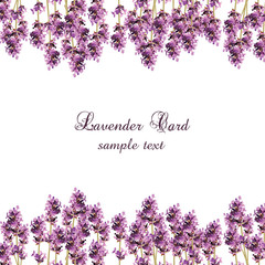 Lavender Card with flowers in watercolor paint style Vector . Gentle blossom floral bouquet. Vintage Label with lavender beautiful fragrance