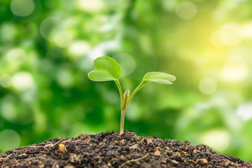 Flowering cabbage seedlings stay on green background