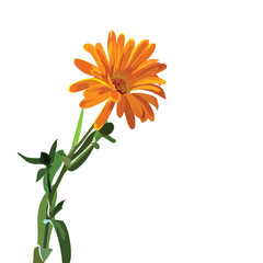Beautiful Aster flower isolated on white Vector. Spring Summer Flower for greeting cards and invitations of wedding, birthday, mother's day and other seasonal holiday