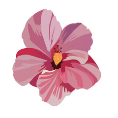 Tropical pink flower isolated on white Vector