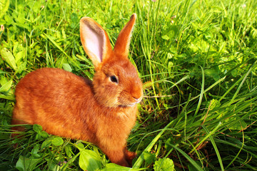 Fototapeta premium Red New Zealand rabbit in green grass