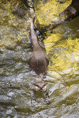otter swimming