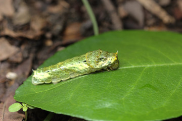 Worm the caterpillars eating leaves and stems of plants