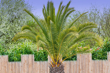 Palme im Hintergrund ein blauer sonniger Himmel