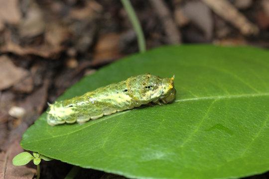 Worm the caterpillars eating leaves and stems of plants
