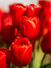 Tulips beautiful red tulips, tulips colorful tulips in the sprin