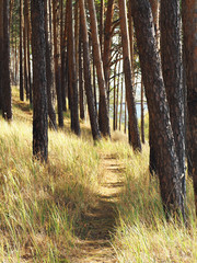 Autumn pine forest