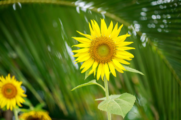 Sunflower in field.