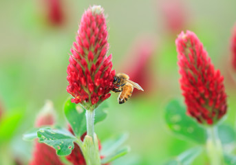 macro of beautiful rad .lavender flowers