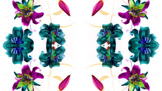 a pink illy filmed over 8 days