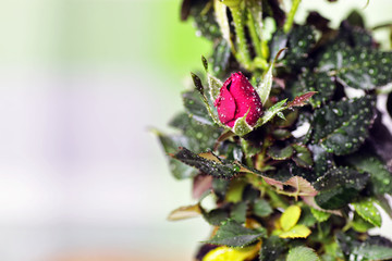 rose drop pot macro