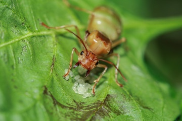Weaver ant queen guarding her eggs