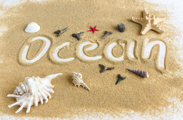 sand on a white background seashells starfish fossil shark teeth ocean word written by hand on the sand vacation travel