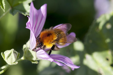 Bourdon butinant une fleur 