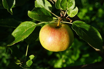 an Apple