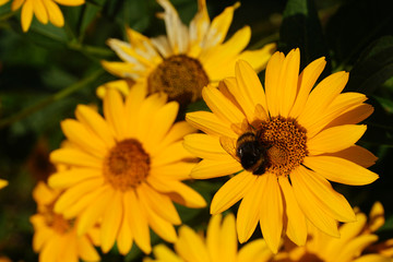 yellow daisy