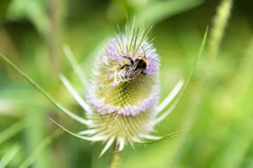 Bumblebee on a blooming thistle