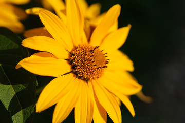 yellow daisy