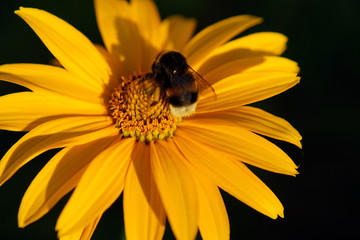 yellow daisy