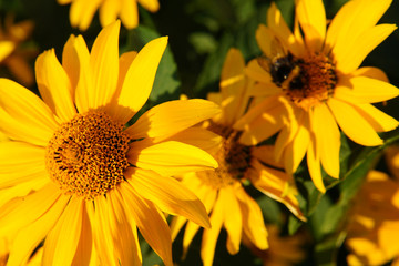 yellow daisy