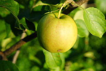 an Apple