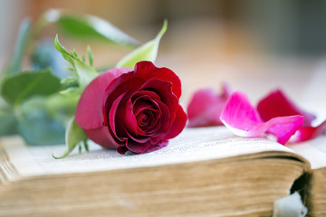 Red rose and petals on a book