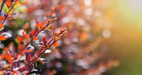 Nature website banner of red barberry bush leaves and buds