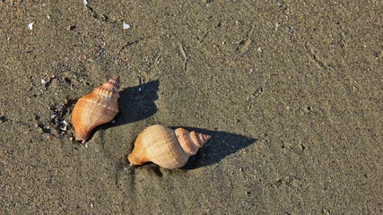 Fotobehang Nieuw Zeeland Sea shells at a beach in New Zealand  © u.perreten