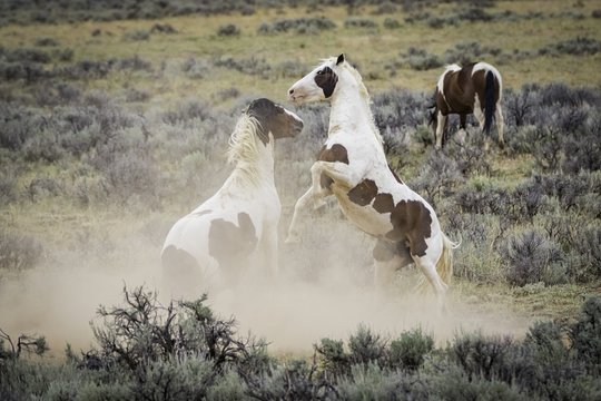 Wild Mustangs Fighting In Wyoming