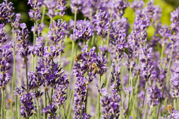 Ähriger Ehrenpreis (veronica spicata ssp. orchide)