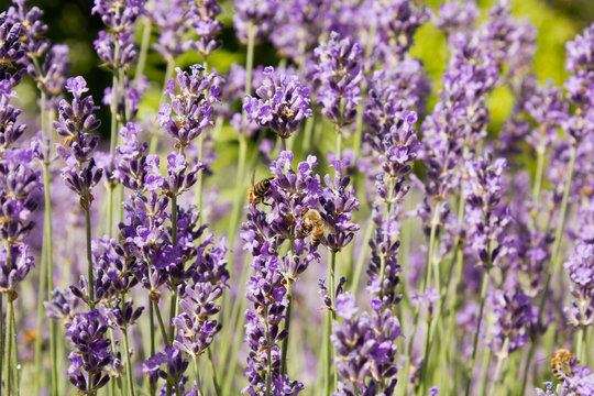 Fototapeta Ähriger Ehrenpreis (veronica spicata ssp. orchide)