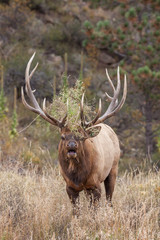Naklejka na ściany i meble Rutting Bull Elk Bugling