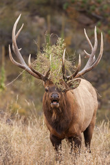 Naklejka na ściany i meble Rutting Bull Elk Bugling