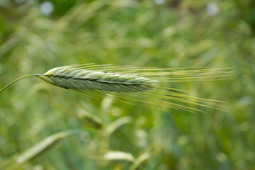 Roggen (Secale cereale)