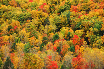 close up of colorful autumn forest