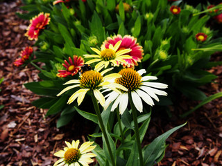 Yellow coneflower - Echinacea 'Clopatra' 