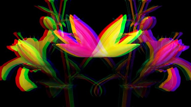 yellow illy filmed over five days